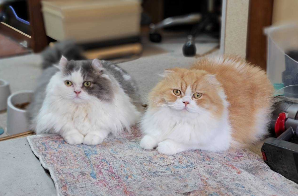 【新企画】うちの子紹介します｜#1